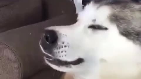 Let my husky friend act out a three-sneezes for everyone.