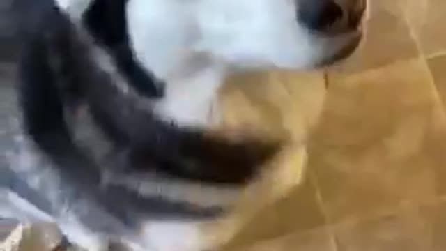 Guilty Husky Tries To Blame Other Dog
