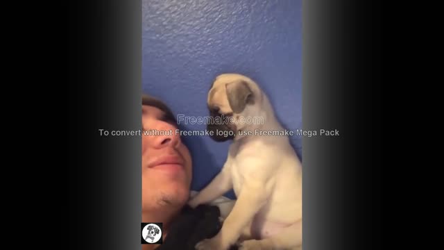 funny pug moments