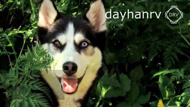 Dogs barking to makes your dog bark | 11 dog bread breaking sound effect