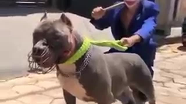 American Pitbull dog fight