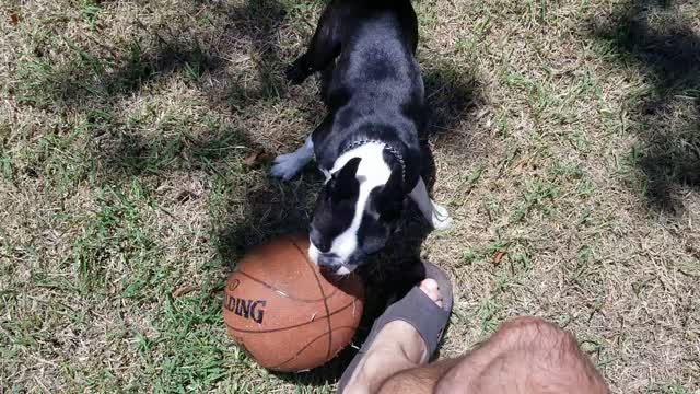 BOSTON TERRIER SOCCER