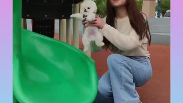 3 cute and funny dogs playing with girl.