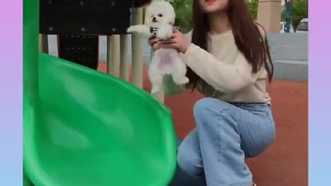 3 cute and funny dogs playing with girl.