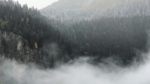 Foggy Forest