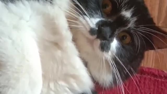 Cute Cat | Funny Cat