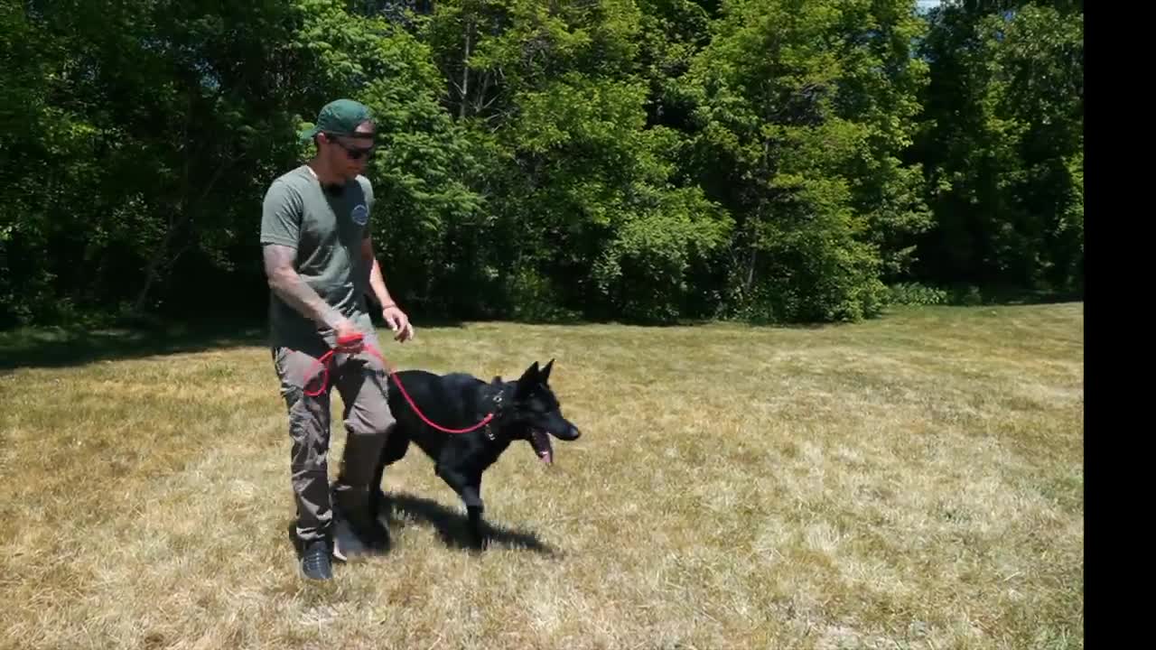 EXTREMELY AGGRESSIVE GERMAN SHEPHERD TRIES TO ATTACK DOG! (HOLY CRAP!)