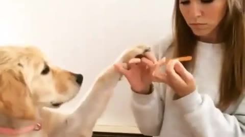 Funny Animal Video: Dog Wants a Manicure