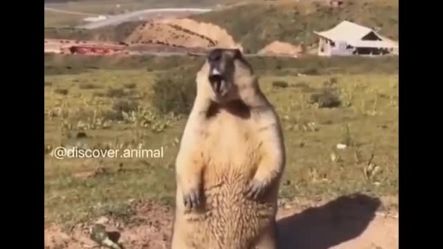 FUNNY ANIMALS!!!
