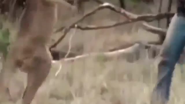 Man boxes with Kangaroo 🤣🤣to rescue his Dog🐕