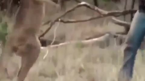 Man boxes with Kangaroo 🤣🤣to rescue his Dog🐕