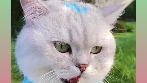 Cute and Funny Cat Videos Compilation 2021_#shorts