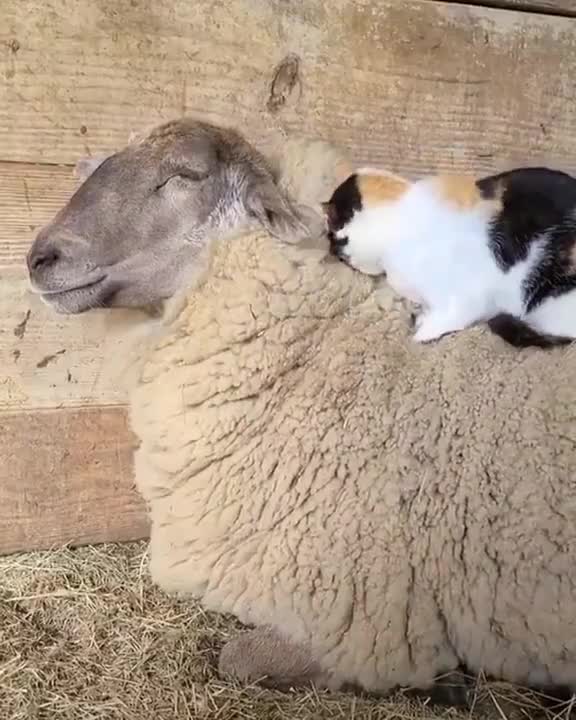 Gatinho descansando e fazendo carinho na Ovelha