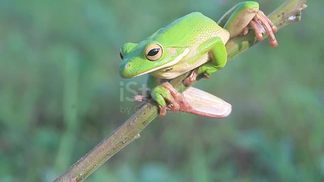 The frog is very beautiful to look at.1