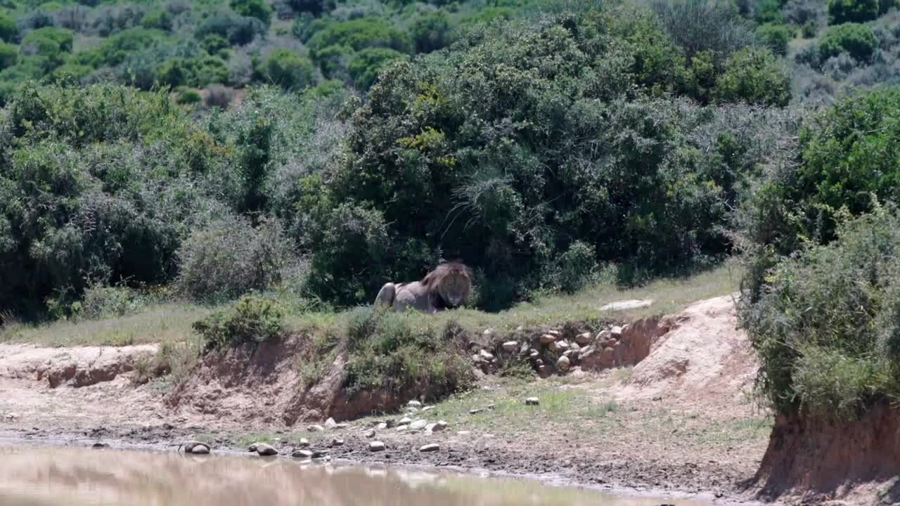 Male Lion laying close to a waterpool in Addo Elephant National Park South Africa