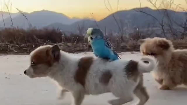 Cute puppy with bird