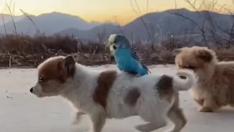 Cute puppy with bird