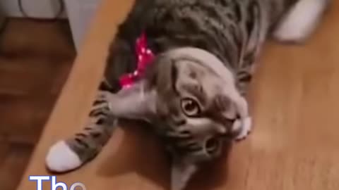 VERY FUNNY ANIMAL VIDEOS FOR A GOOD LAUGHTER