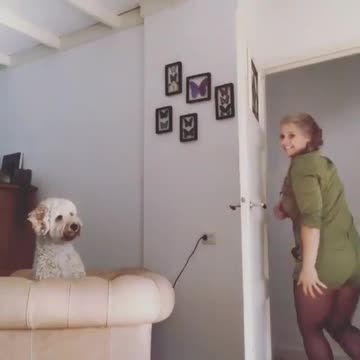 The puppy was teased by the owner with a dazed expression