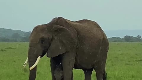funny animal phần 30