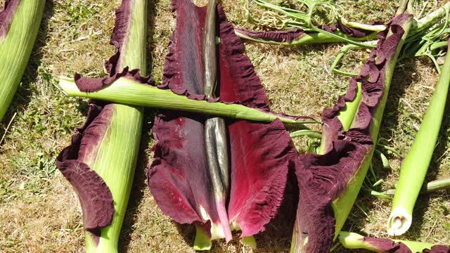 Did This Guy Accidentally Destroy The World's Rarest Flower?