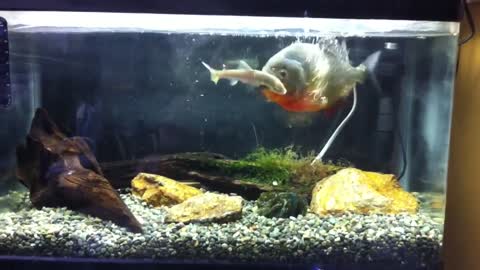 Piranha Feeding Time a Fish
