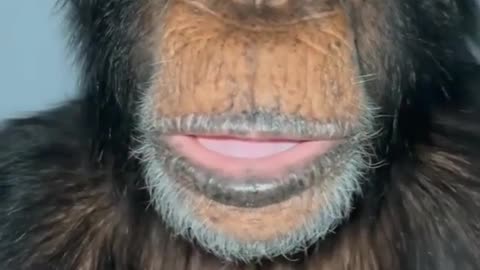 Monkey Amazing Reaction video