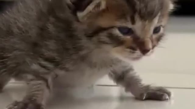 🥰🥰🐈😺😺🐈🥰🥰🤩🤩