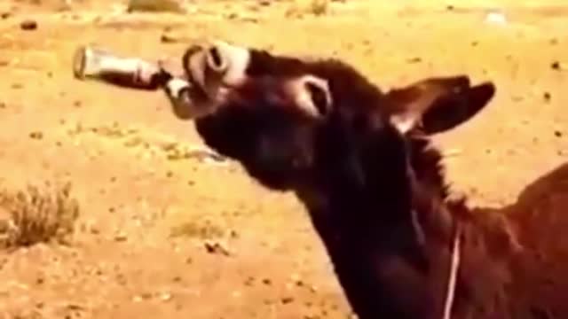 What happens when you let the horse drink this?