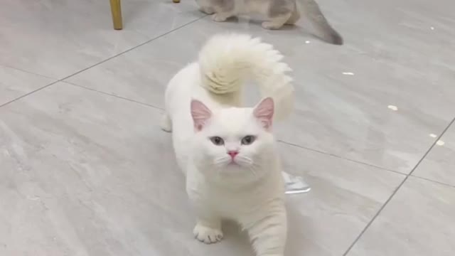 funnycatvideoo😆🤣😂