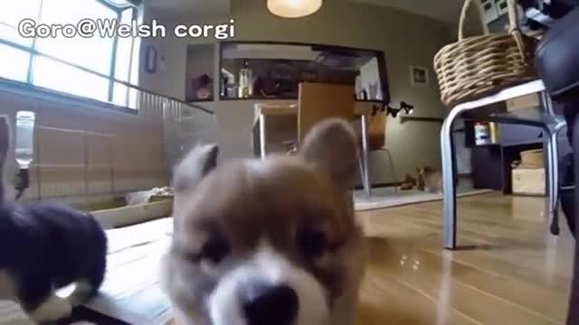 There hilarious slow mo corgi puppies will make you lungh smily