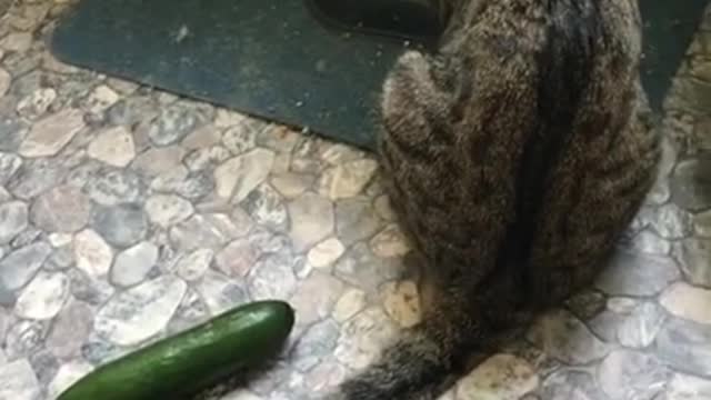 OMG 😮😮 So Funny Cute Cat Compilation #7