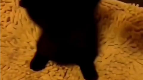 Of pet funny