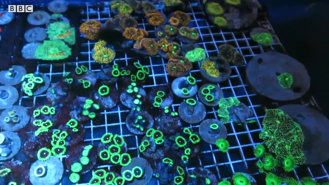 The Impact of Keeping Exotic Fish | Dan O’Neill Investigates | BBC Earth