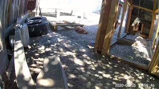 Laying Chickens taking her dust bath.