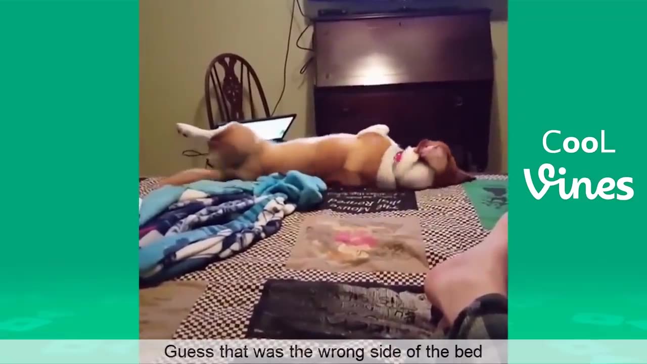 Try Not To Laugh Challenge - Funny Cat & Dog Vines compilation