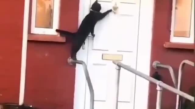 cat is ringing the bell