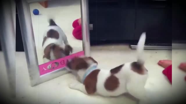 Small puppies in front of the mirror.