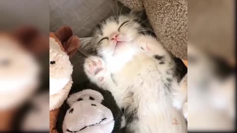 Baby Cats - Cute and Funny Cat Videos Compilation