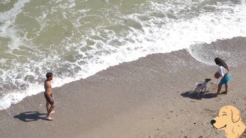 A dog plays ball in beach