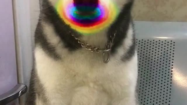 A dog like a clown