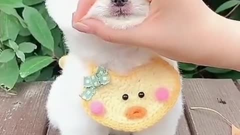 Cute Pets video and Clips