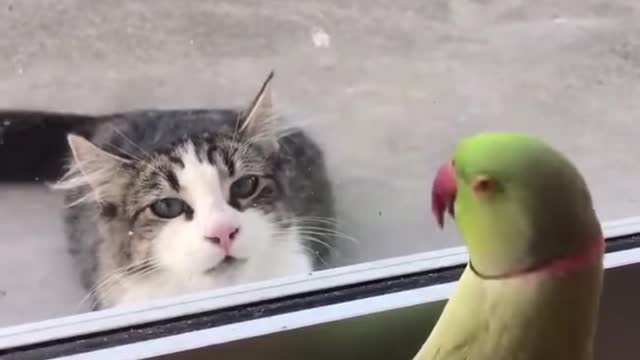 Cute Cat and Parrot Playing Peekaboo!