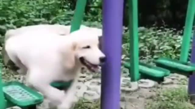 Cute Puppies Very Funny 2021😍Try no to laugh compilation