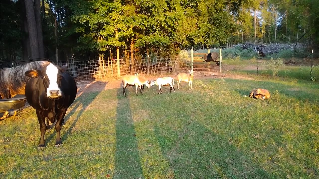 Young Sheep Sparring