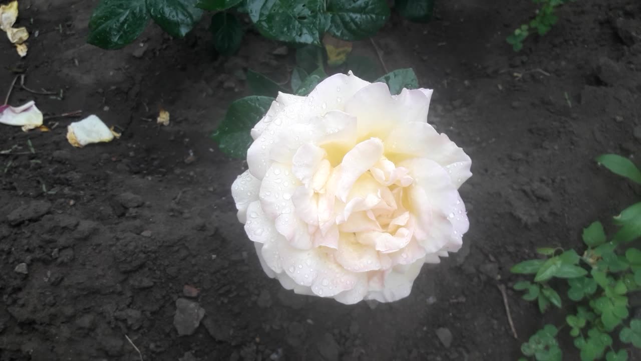 White Rose