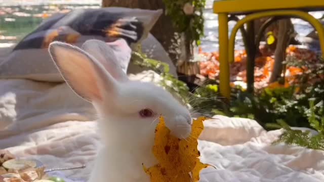 Cute Rabbit 😍|Rabbit Baby 🥰|My Bunny🐇|#shorts #cute #animal #rabbit #baby #status #youtubeshorts