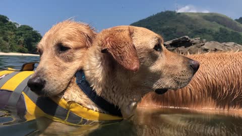 Golden Retrievers Hug Each Other During Swim Break