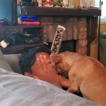 Dog playing peek a boo