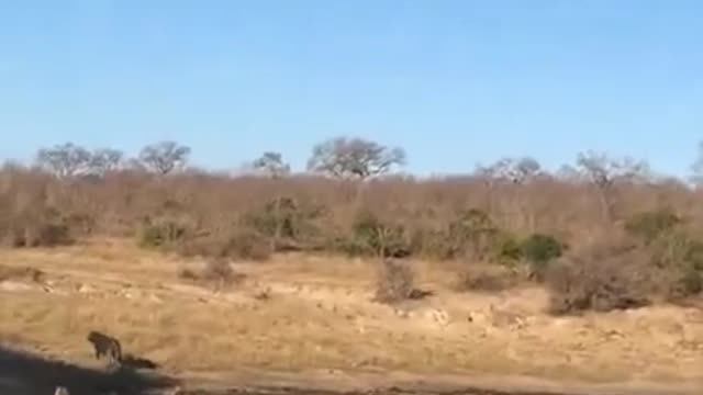 Buffalo alone cannot escape from lion..